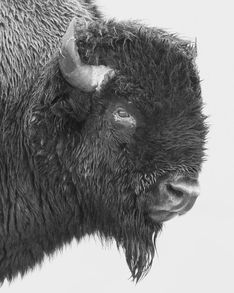 Black-and-white close-up portrait of a bison in profile, showing its horn, eye, thick fur, and beard against a pale background. Badlands National Park.