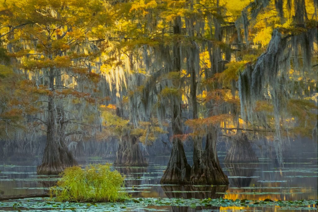 Cypress trees growing in a swamp at Caddo Lake State Park, with late-afternoon sunlight illuminating autumn foliage and strands of Spanish moss.