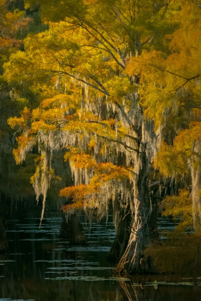 Cypress trees growing in a swamp at Caddo Lake State Park, with late-afternoon sunlight illuminating autumn foliage and strands of Spanish moss.