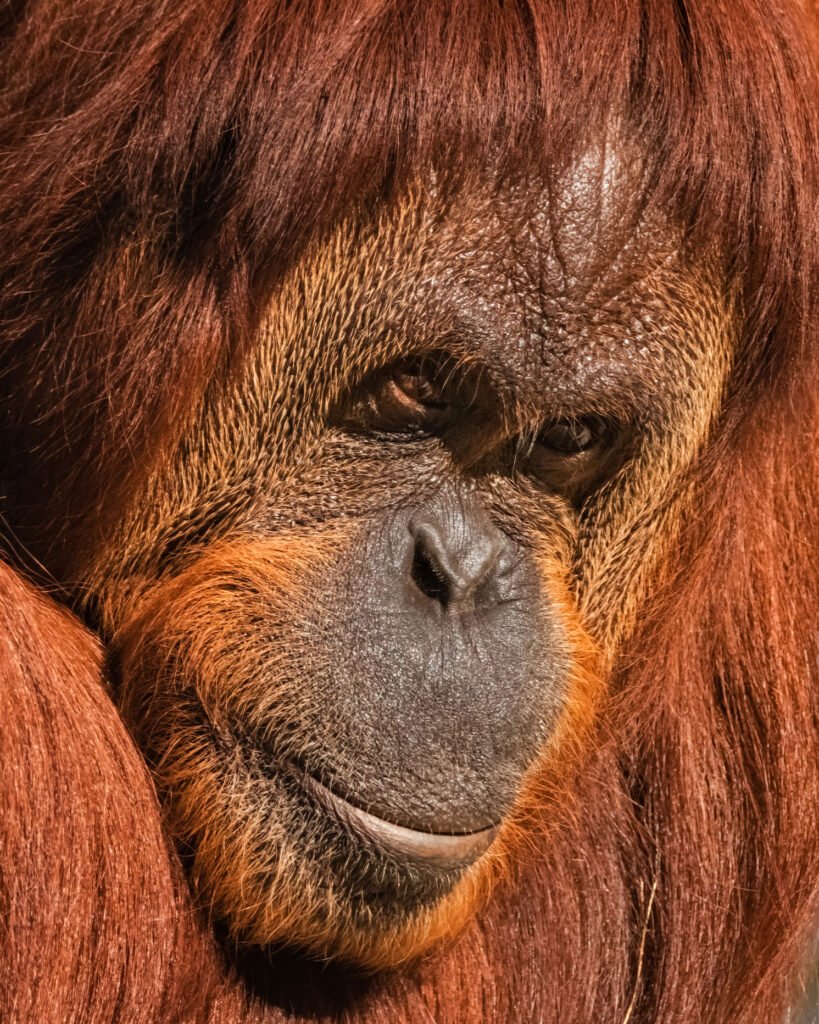 Portrait of an orangutan at the Fort Worth Zoo, calmly but intently observing something in the distance