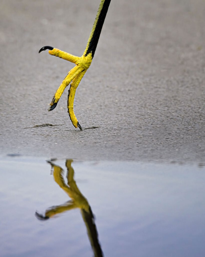 Close-up of a snowy egret’s yellow-and-black foot barely touching the sand.