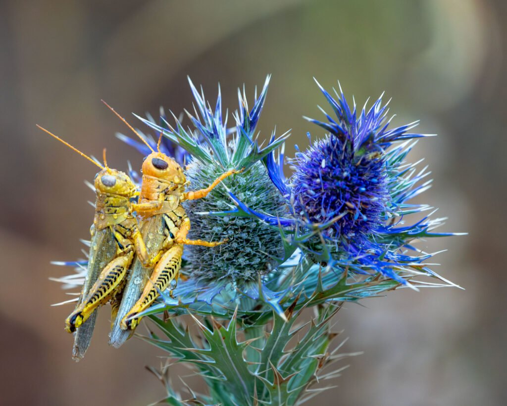 Two yellow grasshoppers perched on the blue, spiny flower heads of Leavenworth’s eryngo (Eryngium leavenworthii).