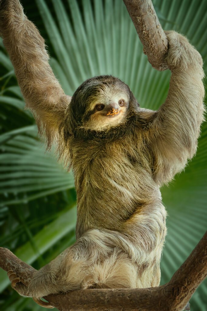 Three-toed sloth at a zoo with bits of food remaining on its snout and upper lip