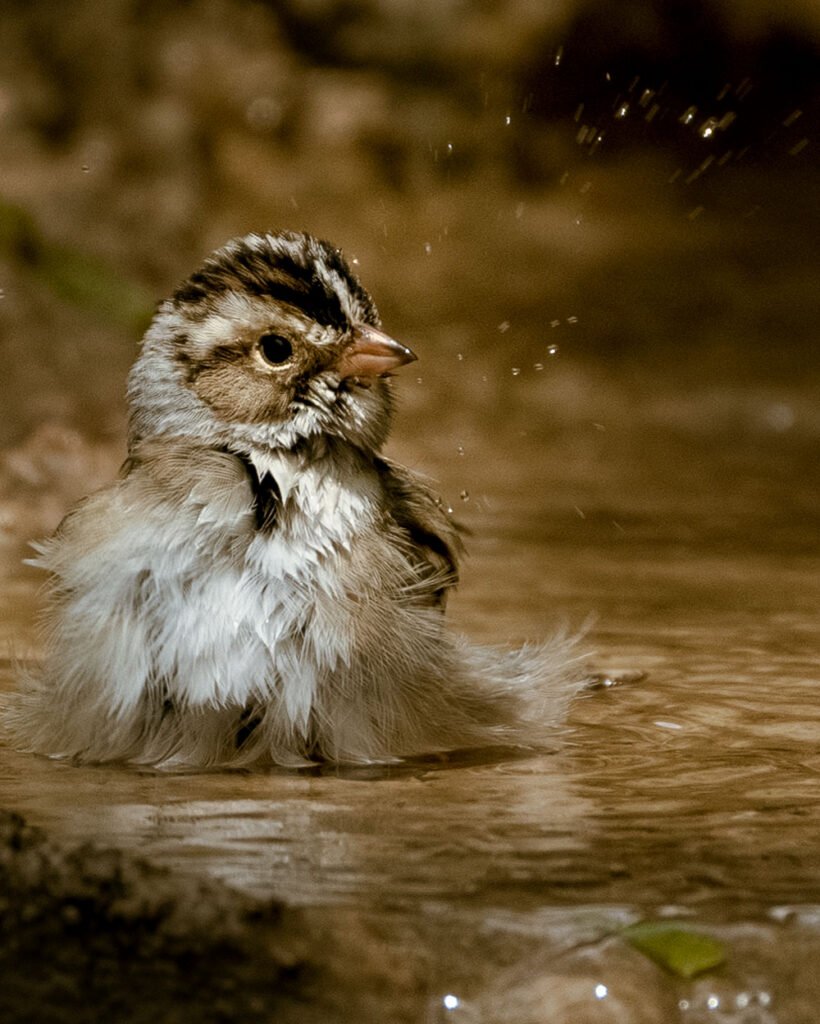 White-crowned sparrow bathing in a shallow pool, with water droplets flying through the air as it flicks its tail.