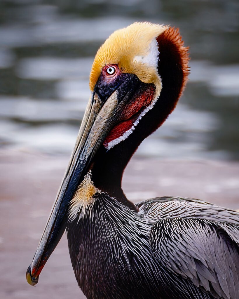 Pelican in portrait view at Goose Island State Park near Corpus Christi, Texas, with water in the background.