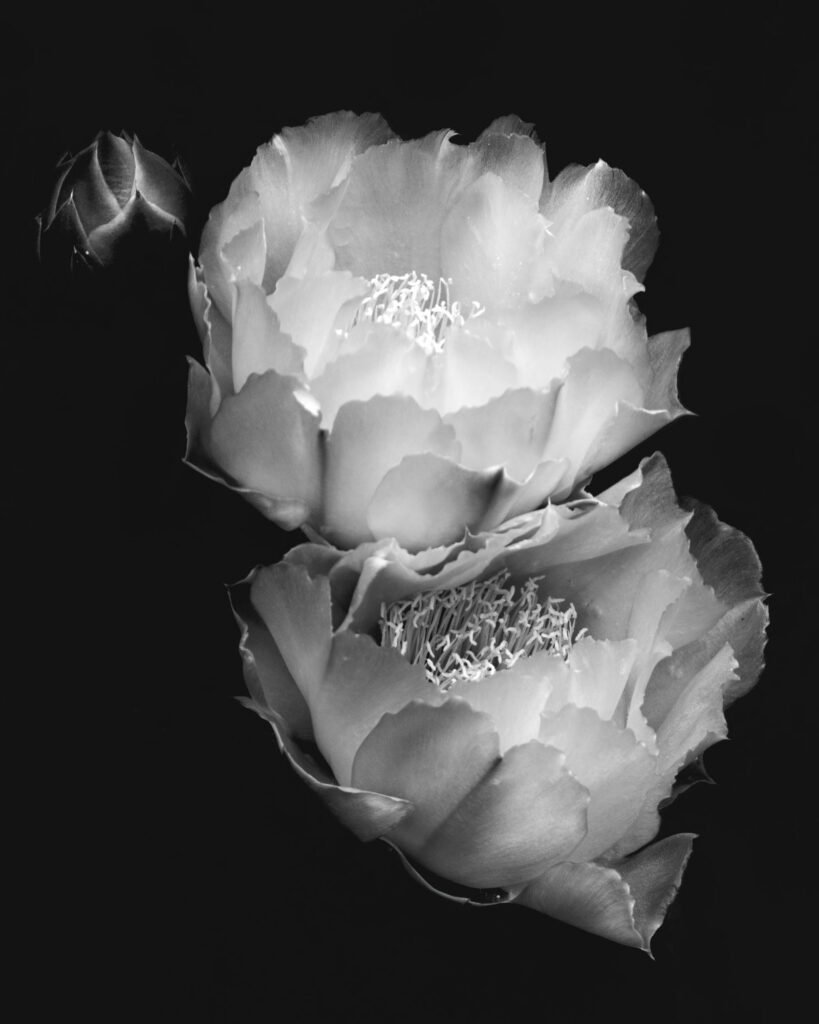 Black-and-white photograph of two cactus blooms overlapping one another, with a cactus bud visible in
the upper left corner.