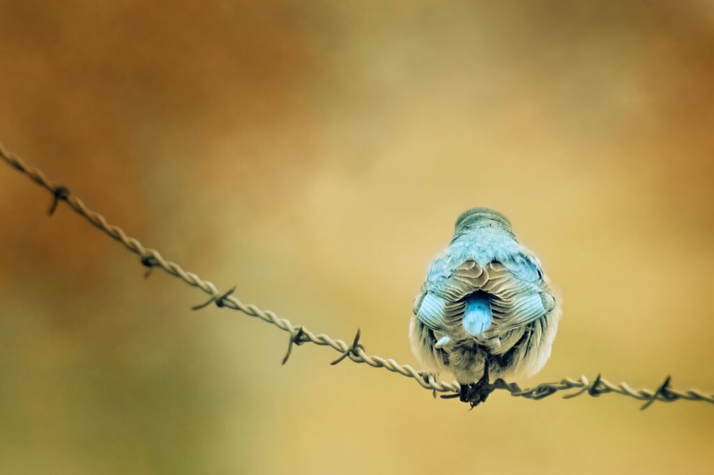 Mountain bluebird perched on barbed wire, facing away toward warm orange and brown autumn colors.