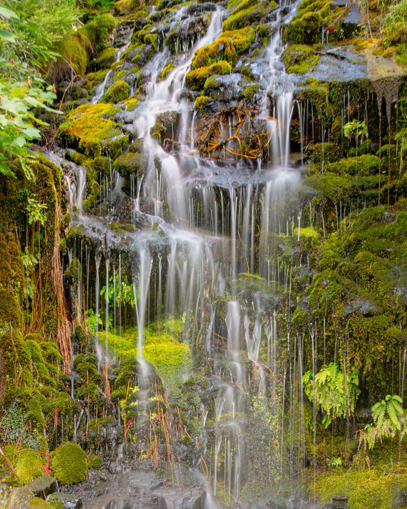 Small cascading waterfalls along a creek in Mount Rainier National Park, surrounded by vibrant green
and yellow vegetation.