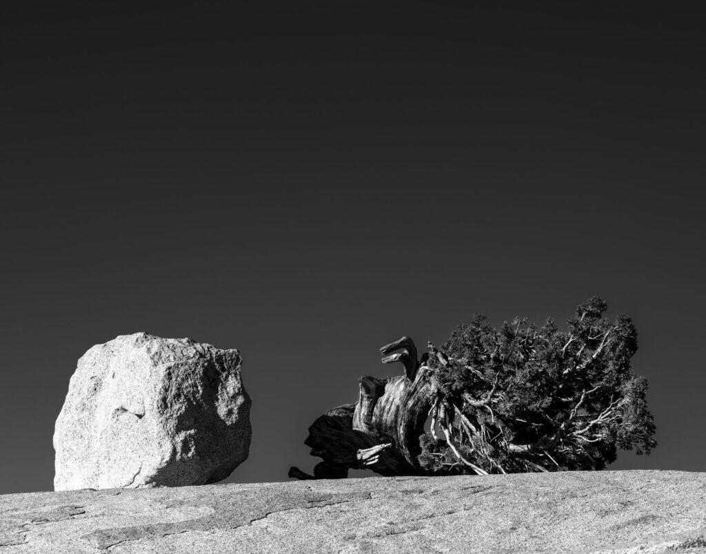 Twisted juniper tree beside a large granite boulder in Yosemite National Park, with the tree's silhouette
resembling a face turned toward the rock and a broad area of negative space above