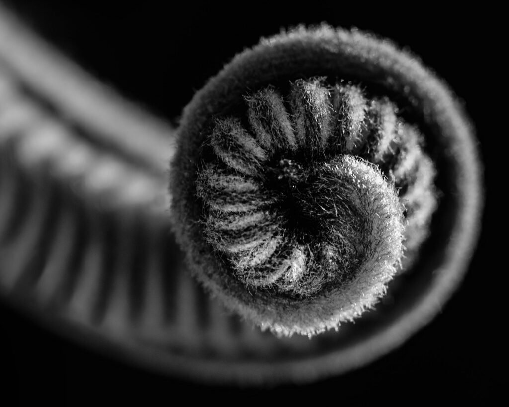 Black-and-white photograph of a palm frond spiraling gracefully, with slender leaflets forming a flowing, curved pattern.