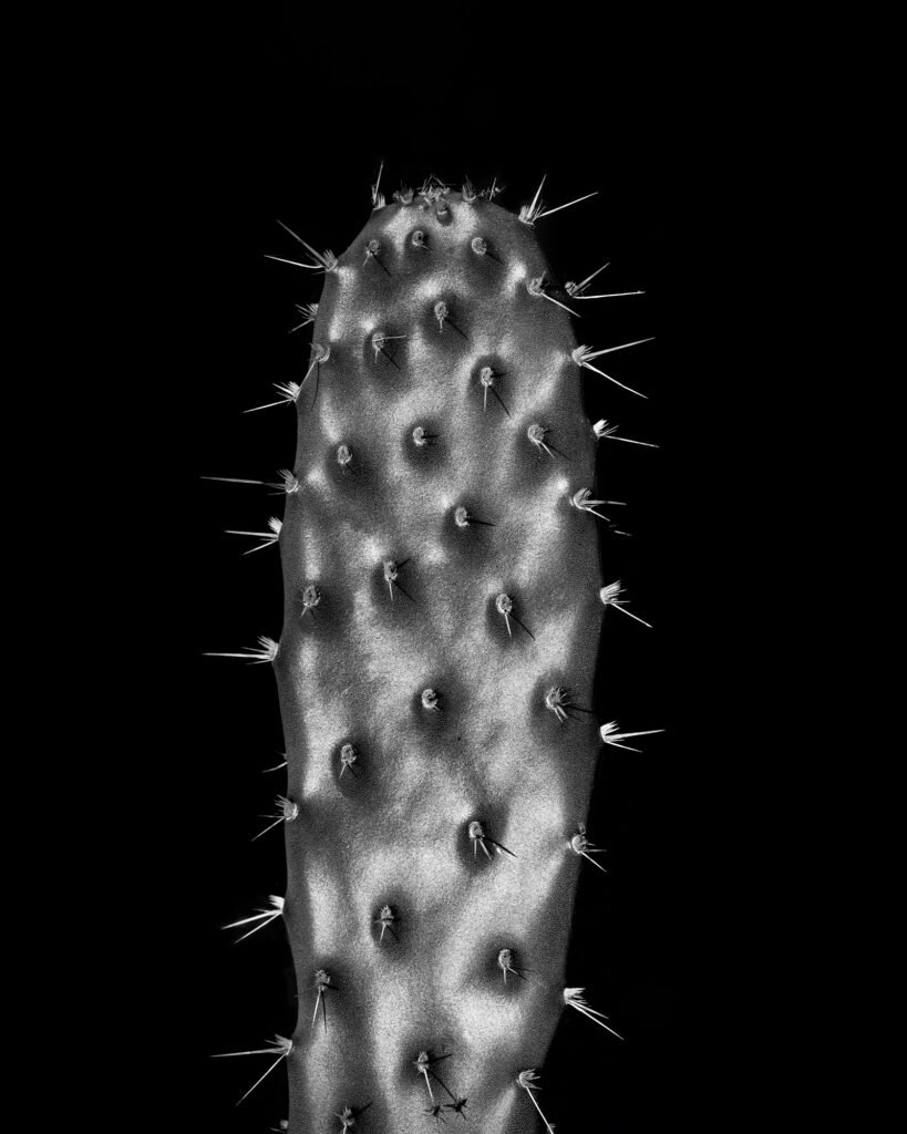 Black-and-white photograph of a cow tongue cactus, featuring elongated, flattened pads covered with clusters of sharp spines.