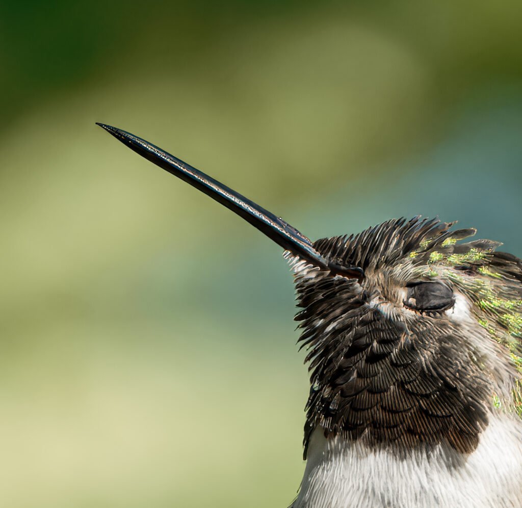 Close-up portrait of a hummingbird with its eyes closed and beak angled upward at approximately 45 degrees, conveying a sense of serenity.