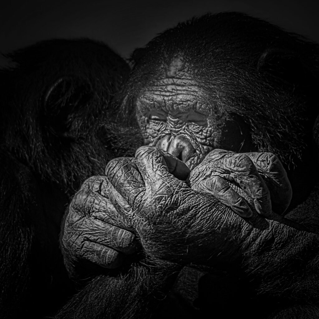 Close-up photograph of an orangutan with a sorrowful, contemplative expression, holding hands with another orangutan, conveying a sense of sadness, connection, and companionship.