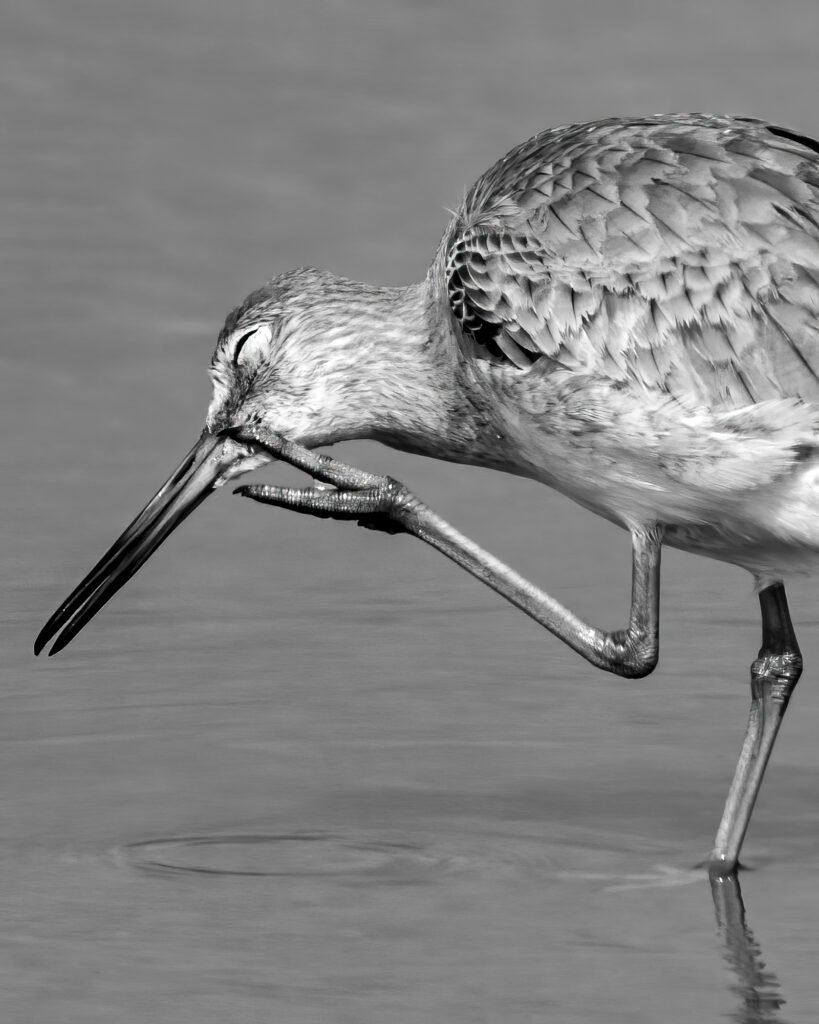 A shorebird stands on one leg at the water's edge, its eyes closed and beak angled downward at approximately 45 degrees. Its raised foot rests against its chin, creating the appearance of deep introspection.