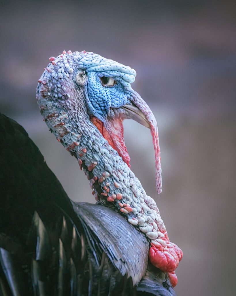 Close-up portrait of a male wild turkey at the local zoo. His wrinkled blue head, red neck, and long, drooping snood contrast with his dark feathers. His narrowed eye and sideways gaze convey an expression of suspicion and distrust against a softly blurred background.